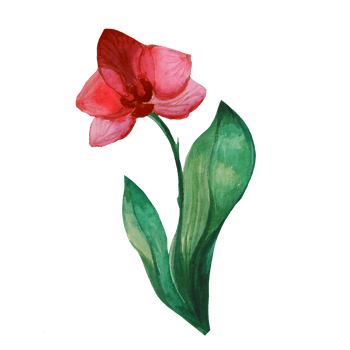 burgundy orchid flower png