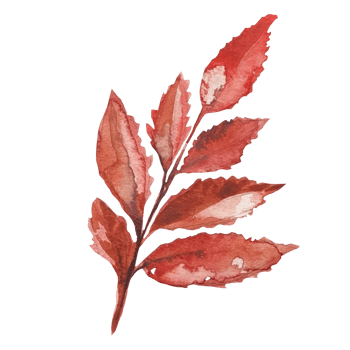 the leaves of a dead tree watercolor png