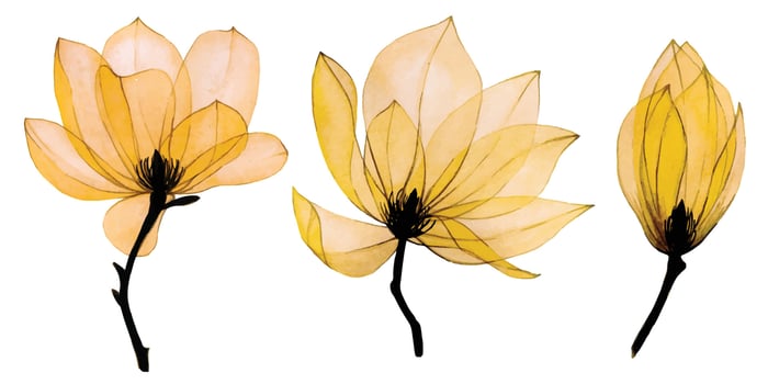 watercolor set with transparent magnolia flowers. flowers of autumn colors, yellow, orange, gold. delicate, vintage clipart for fabric, wallpaper, wedding vector