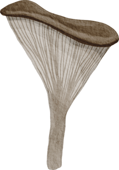 watercolor hand drawn mushroom png