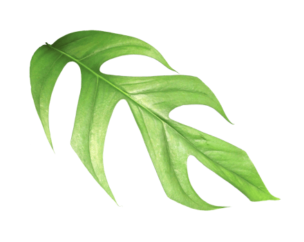 tropical monstera philo palm leaf tree on transparent background png file