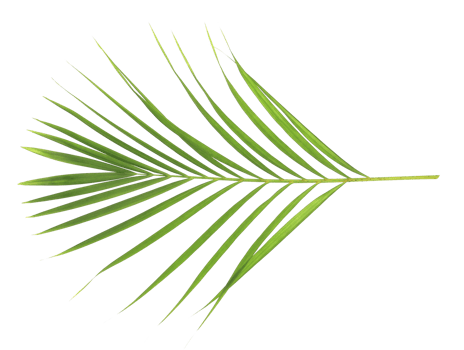 tropical nature green palm leaf isolated on transparent pattern background png file