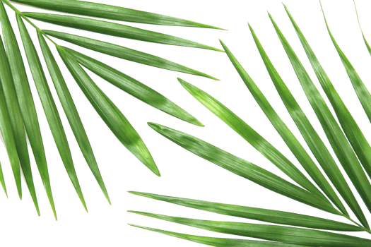 tropical nature green palm leaf isolated on transparent pattern background png