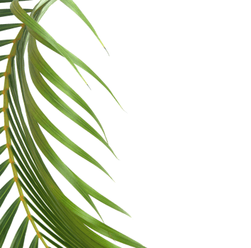 green leaf of palm tree on transparent background png file