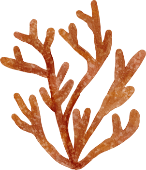 Ocean watercolor coral png