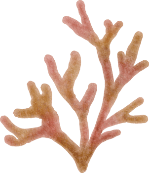 Ocean watercolor coral png