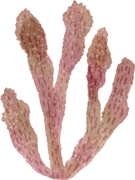 Ocean watercolor coral png