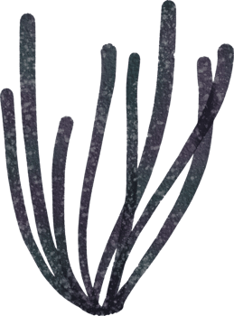 Ocean watercolor coral png
