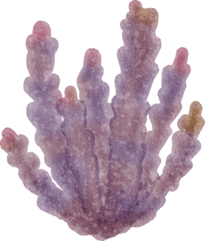 Ocean watercolor coral png