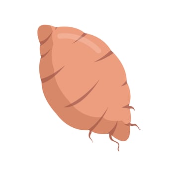 yam Illustration isolated on white background. vector