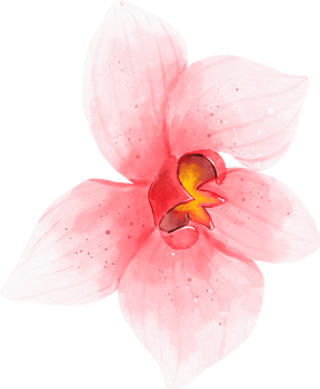 Pink Orchid Flower Watercolor png
