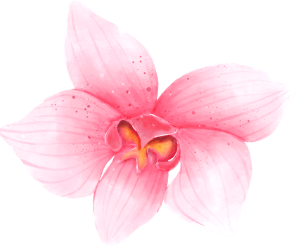 Pink Orchid Flower Watercolor png