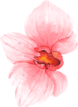 Pink Orchid Flower Watercolor png