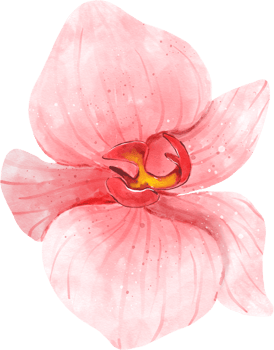 Pink Orchid Flower Watercolor png