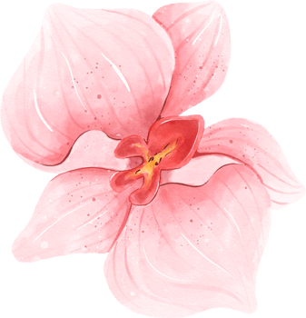 Pink Orchid Flower Watercolor png