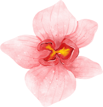 Pink Orchid Flower Watercolor png