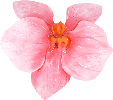 Pink Orchid Flower Watercolor png
