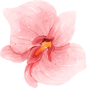 Pink Orchid Flower Watercolor png