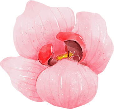 Pink Orchid Flower Watercolor png