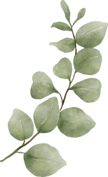 Eucalyptus Watercolor Leaves Illustration png