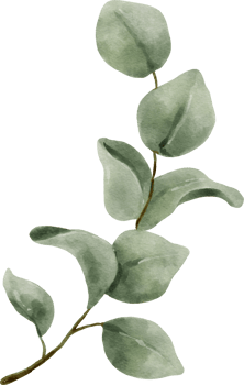 Eucalyptus Watercolor Leaves Illustration png