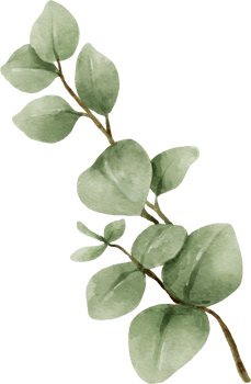 Eucalyptus Watercolor Leaves Illustration png