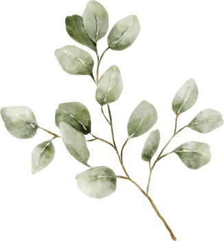 Eucalyptus Watercolor Leaves Illustration png