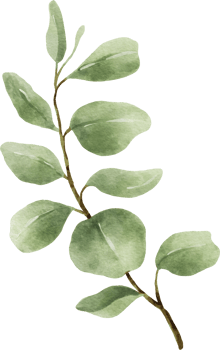 Eucalyptus Watercolor Leaves Illustration png