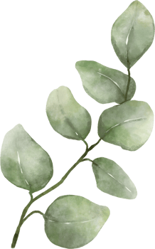 Eucalyptus Watercolor Leaves Illustration png