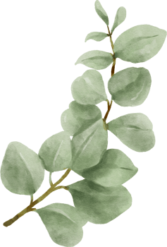 Eucalyptus Watercolor Leaves Illustration png