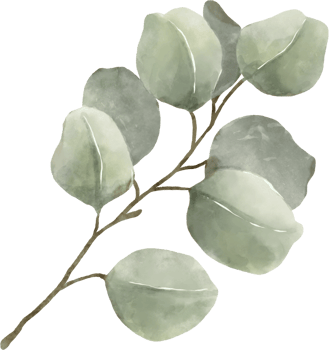 Eucalyptus Watercolor Leaves Illustration png