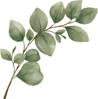 Eucalyptus Watercolor Leaves Illustration png