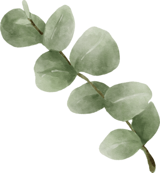 Eucalyptus Watercolor Leaves Illustration png