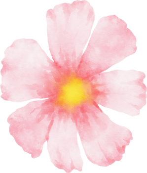 Pink Cosmos Flower Watercolor png
