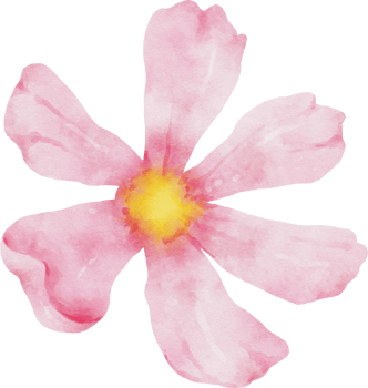 Pink Cosmos Flower Watercolor png