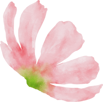 Pink Cosmos Flower Watercolor png