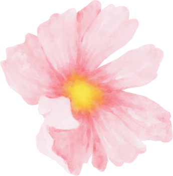 Pink Cosmos Flower Watercolor png