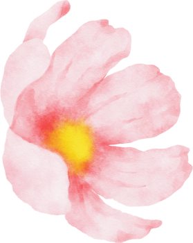 Pink Cosmos Flower Watercolor png