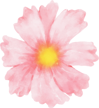 Pink Cosmos Flower Watercolor png