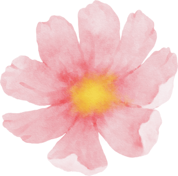 Pink Cosmos Flower Watercolor png