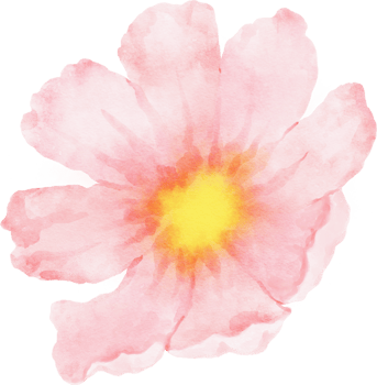 Pink Cosmos Flower Watercolor png