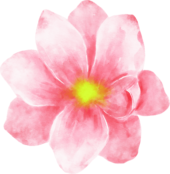 Pink Flower Watercolor Illustration png