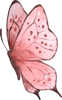 Butterfly Watercolor Illustration png