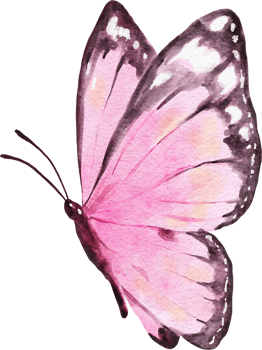 Butterfly Watercolor Illustration png