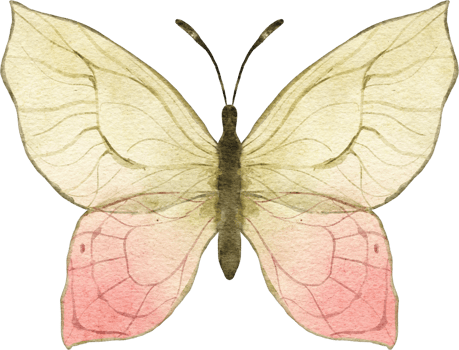 Butterfly Watercolor Illustration png