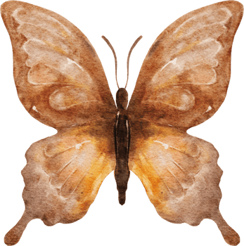 Butterfly Watercolor Illustration png