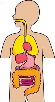 Internal Organs Of The Human Body vector