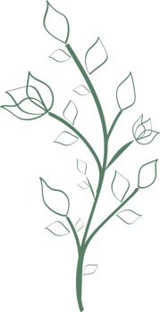 Floral flower and leaves hand drawn, Abstract botanical illustration png
