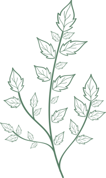 Floral flower and leaves hand drawn, Abstract botanical illustration png