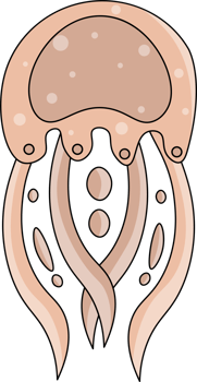 Jellyfish cartoon icon. Isolated cartoon set icon of jellyfish medusa. Illustration jellyfish isolated on white background png